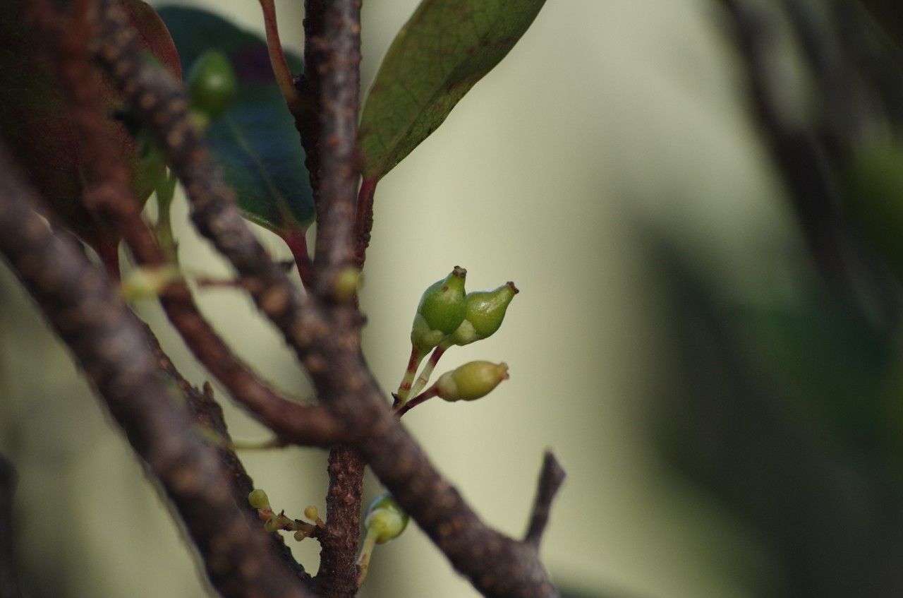 Xylosma kaalaensis bark