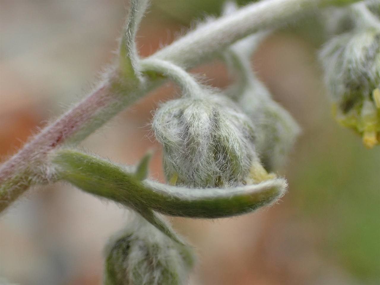 Artemisia umbelliformis fruit