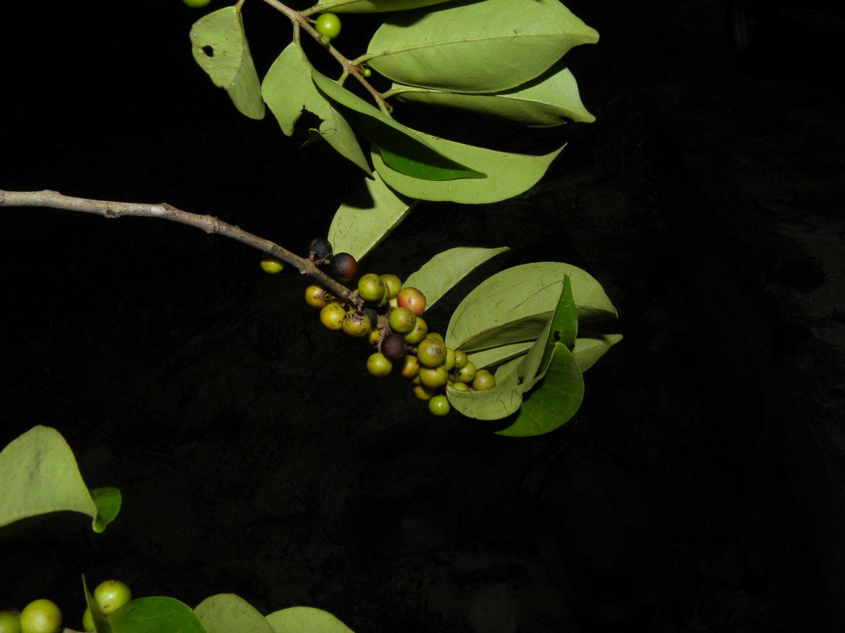 Eugenia acapulcensis fruit
