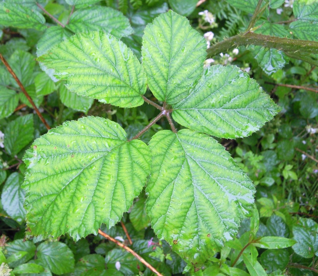 Rubus bartonii — houseplant care guide