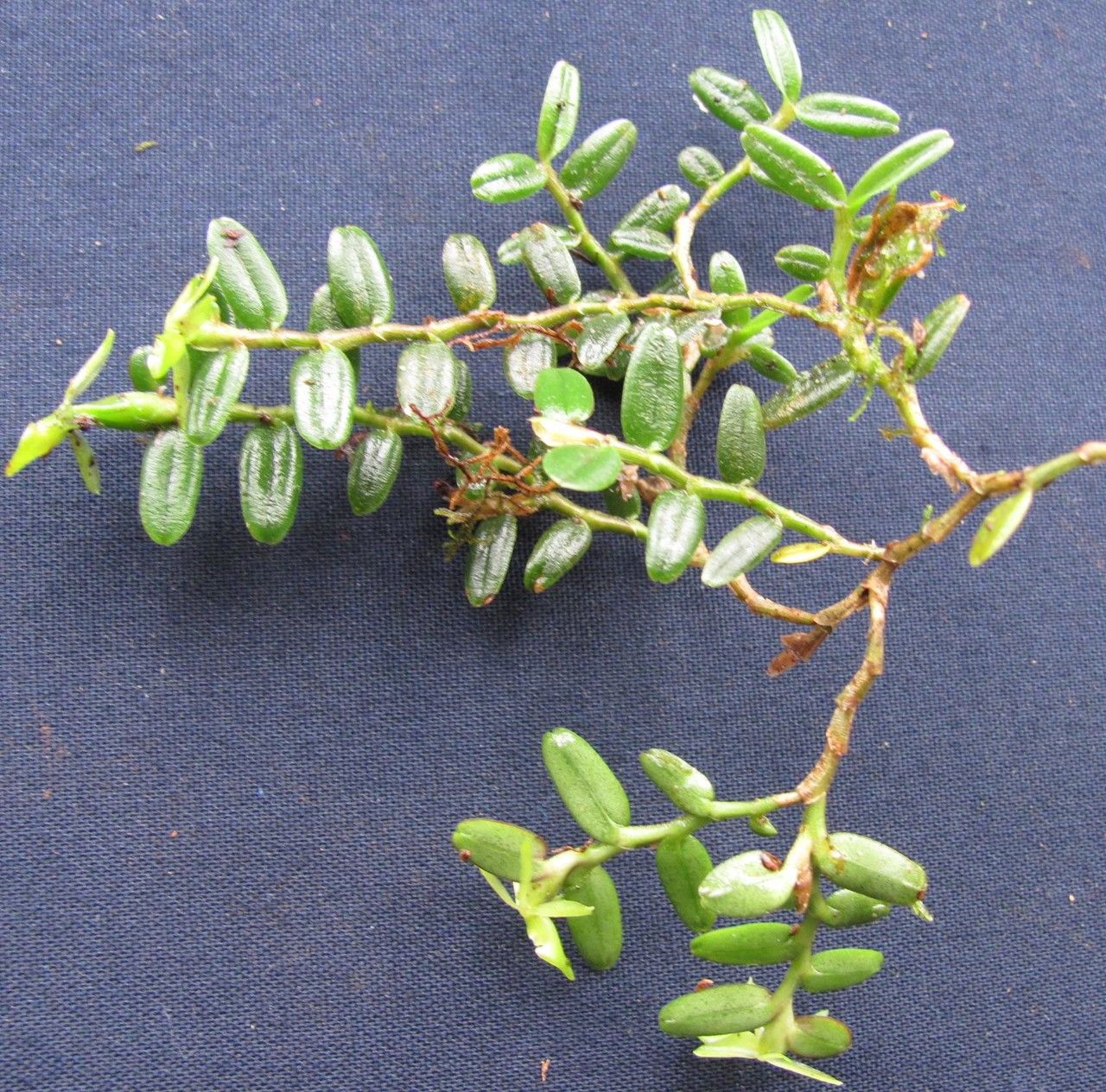 Epidendrum repens other