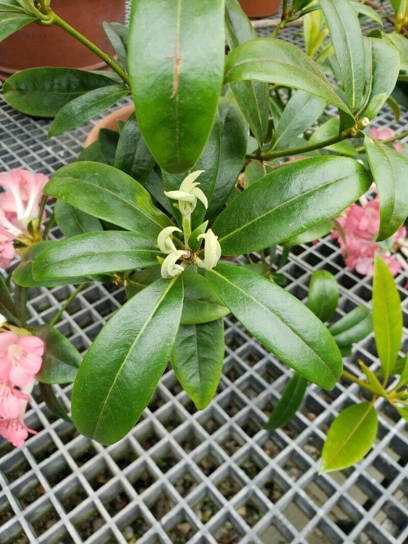 Rhododendron aurigeranum — houseplant care guide