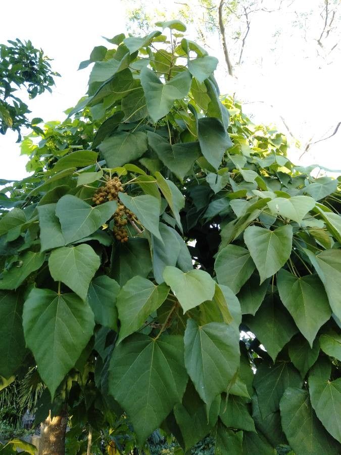 Melanolepis multiglandulosa — search result for 'Solomon Islands'