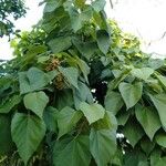 Melanolepis multiglandulosa