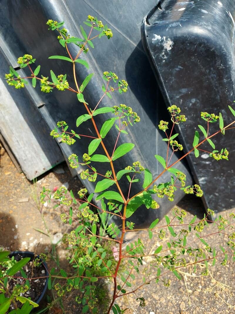 Chamaesyce hyssopifolia leaf
