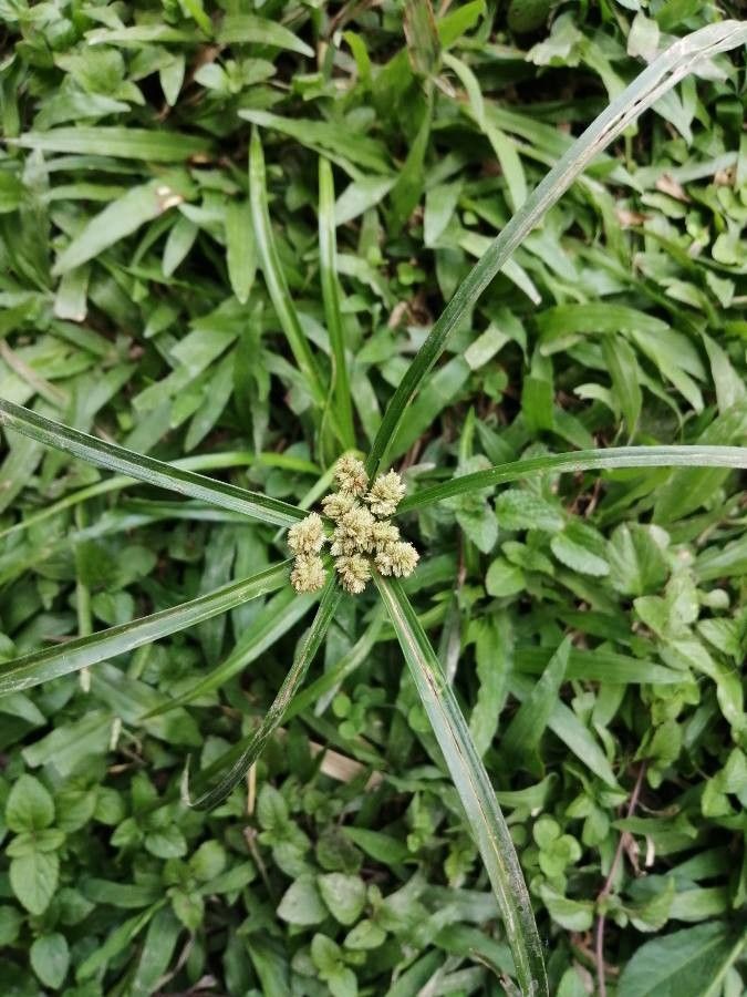 Cyperus luzulae flower