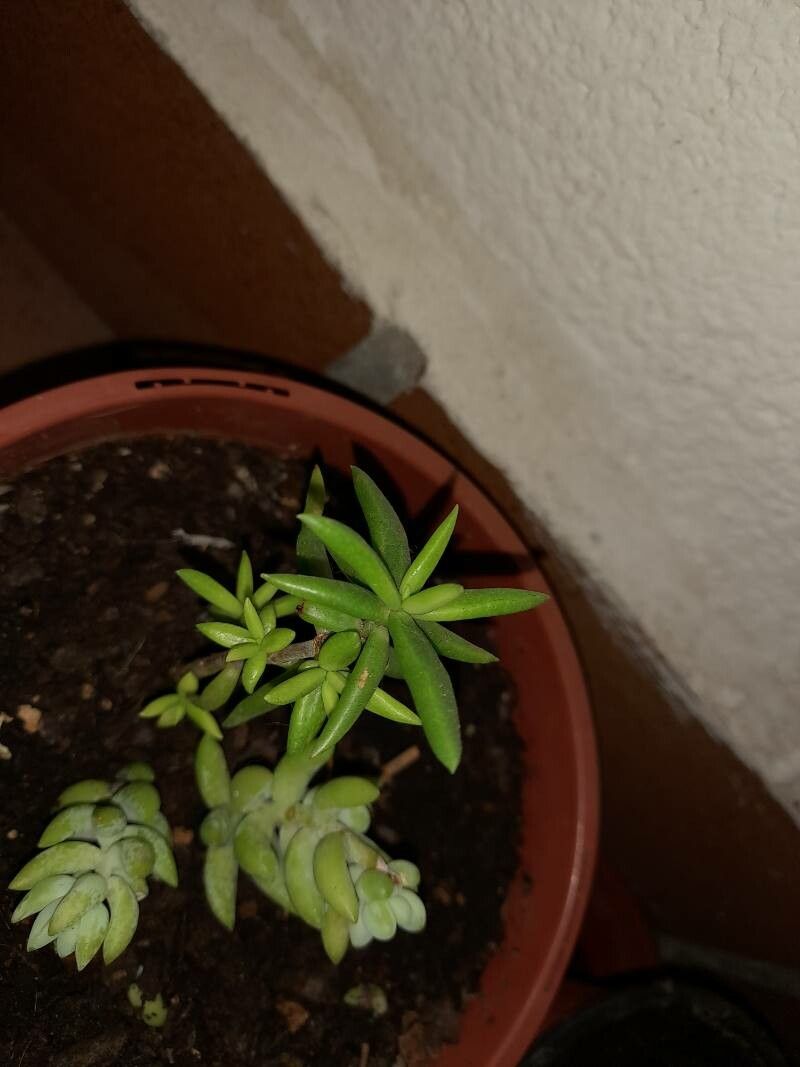 Monanthes anagensis leaf