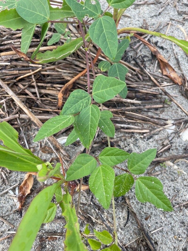 Strophostyles helvola leaf
