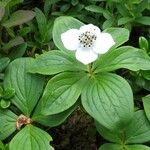 Cornus canadensis
