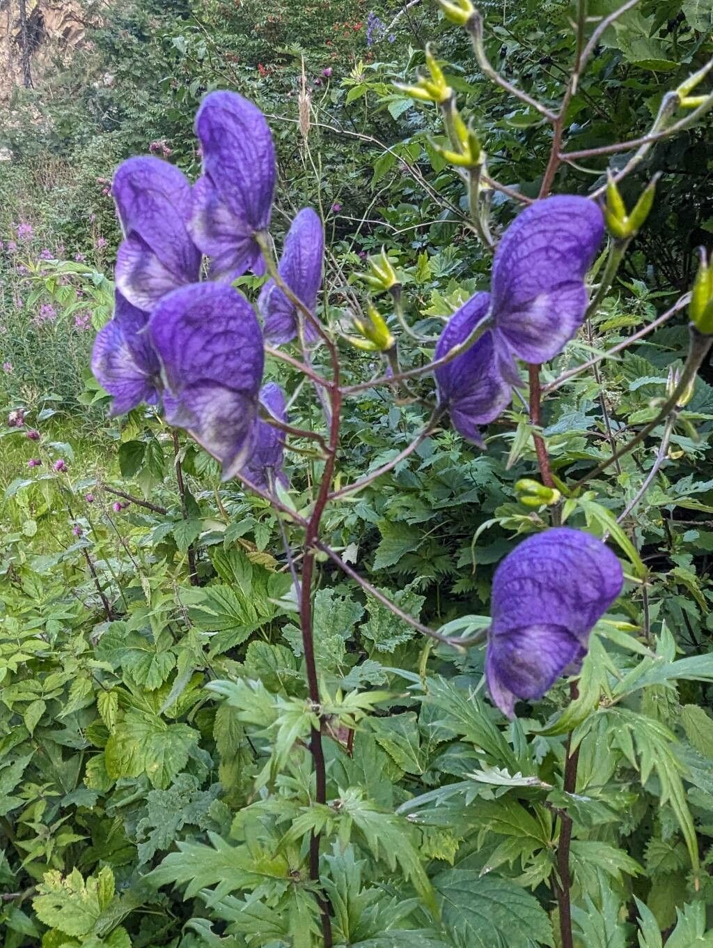 Aconitum degenii flower