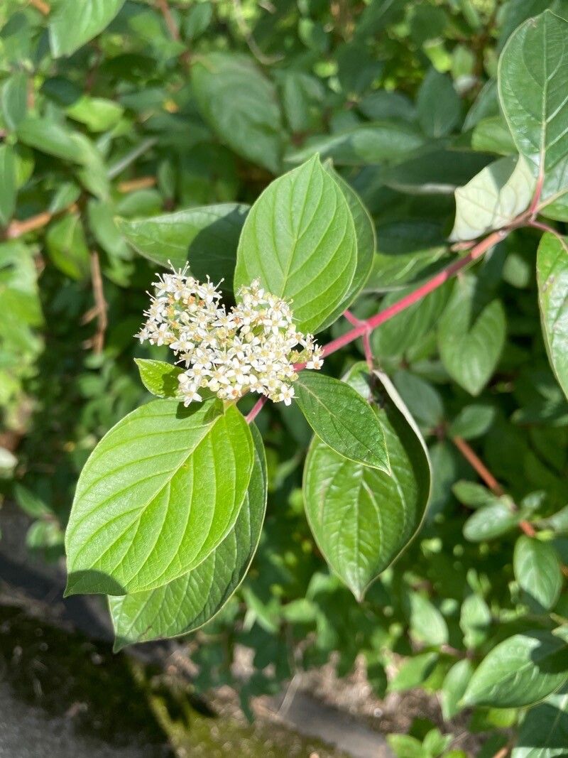 Cornus asperifolia flower