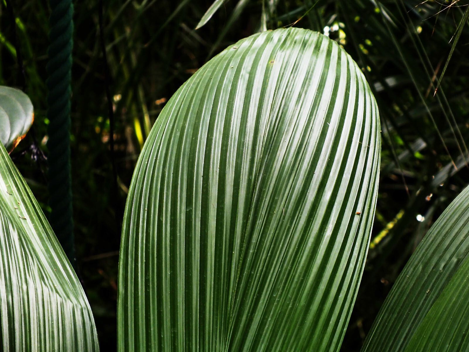Molineria capitulata — search result for 'Commelinaceae'
