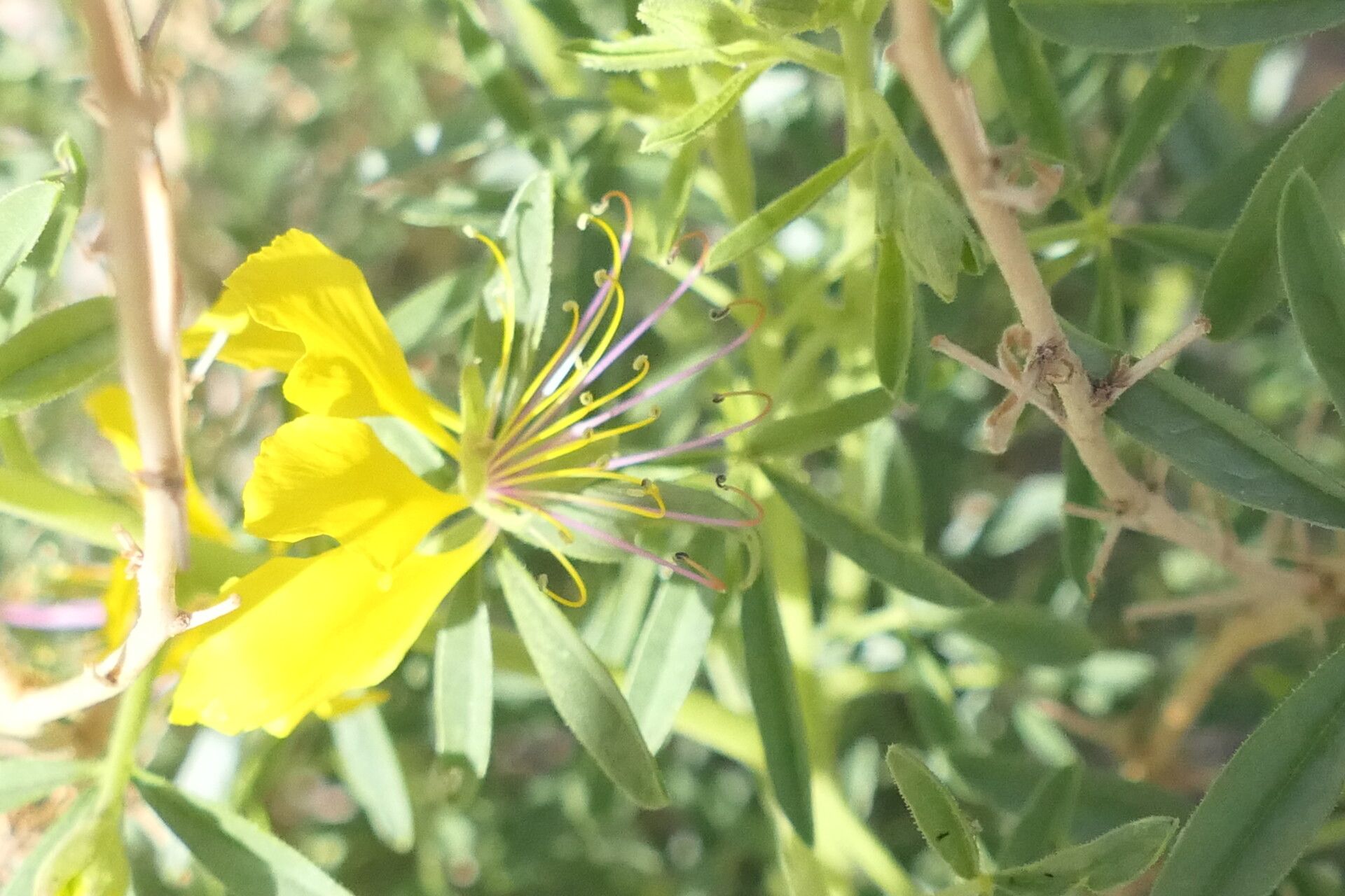 Cleome suffruticosa flower