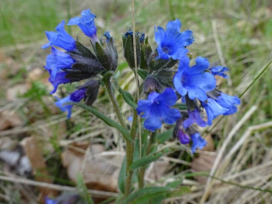 Pulmonaria angustifolia flower