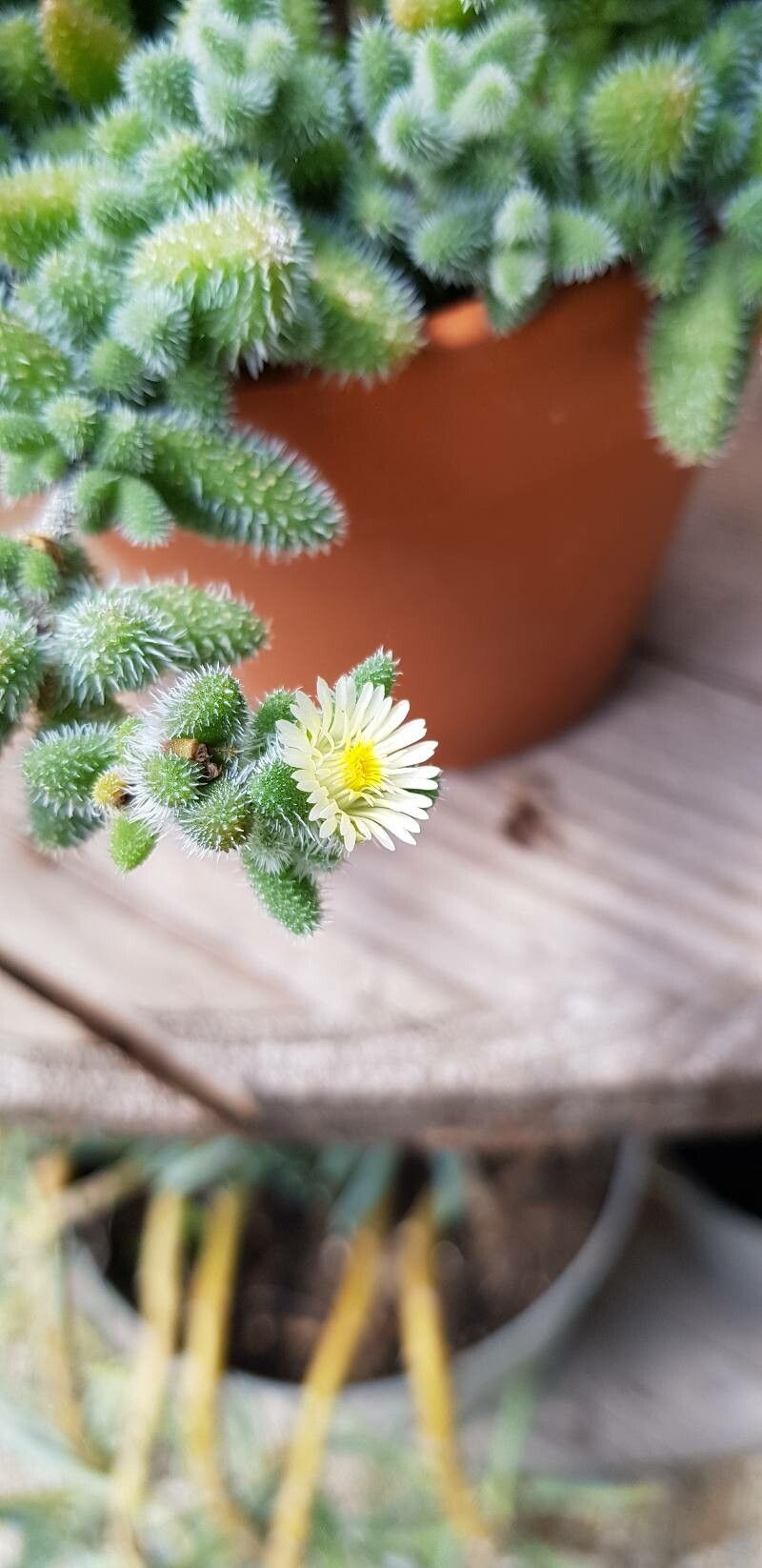 Delosperma pruinosum flower