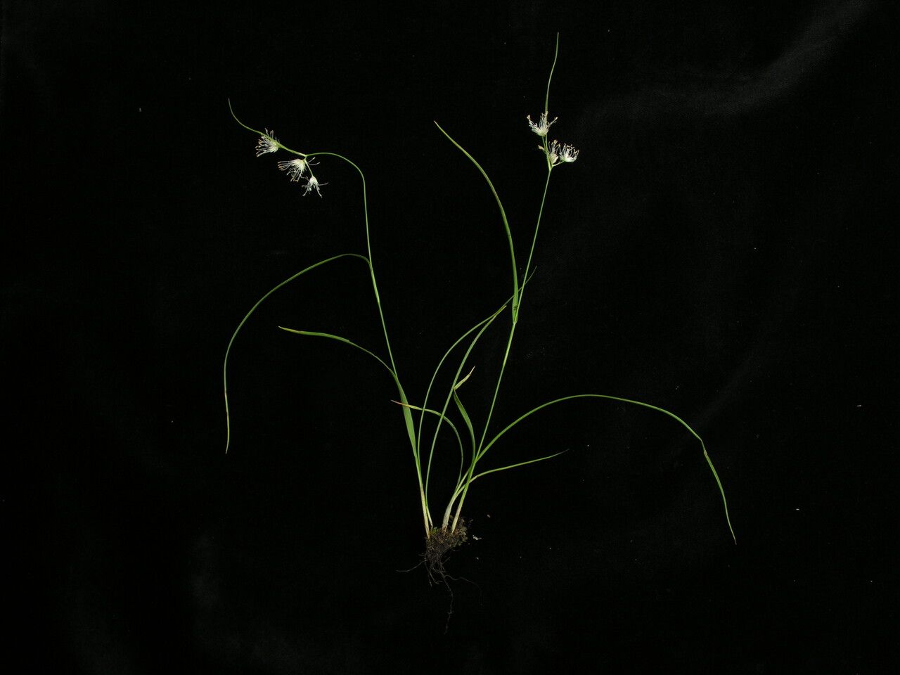 Juncus gracilicaulis — houseplant care guide