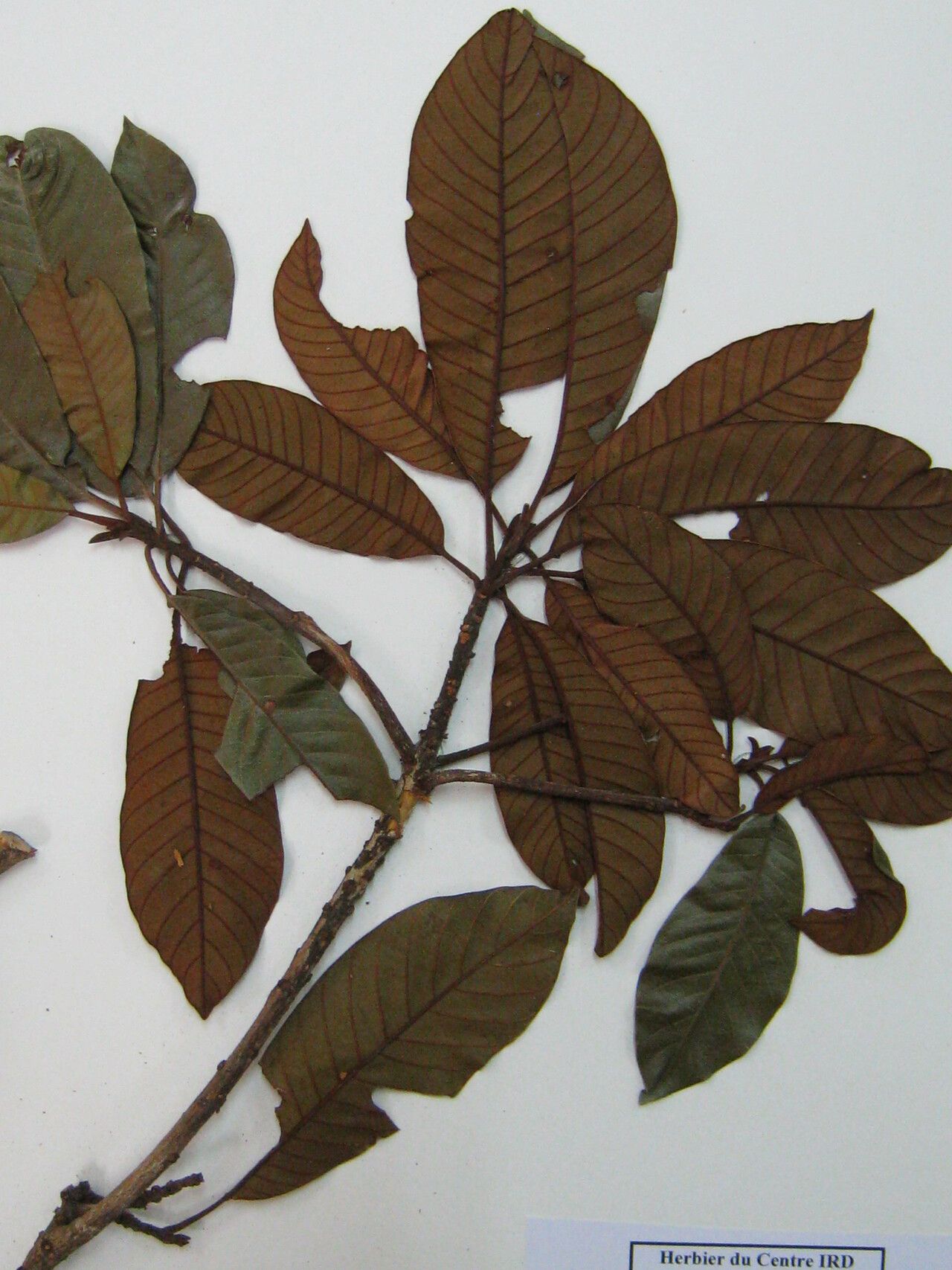 Chrysophyllum manaosense other