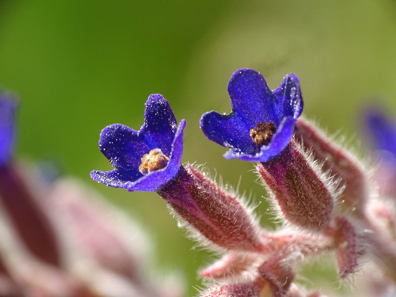 Anchusa undulata flower
