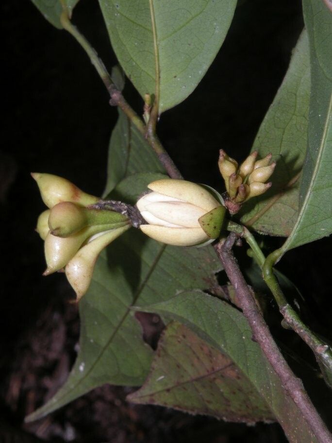 Anaxagorea brevipes fruit