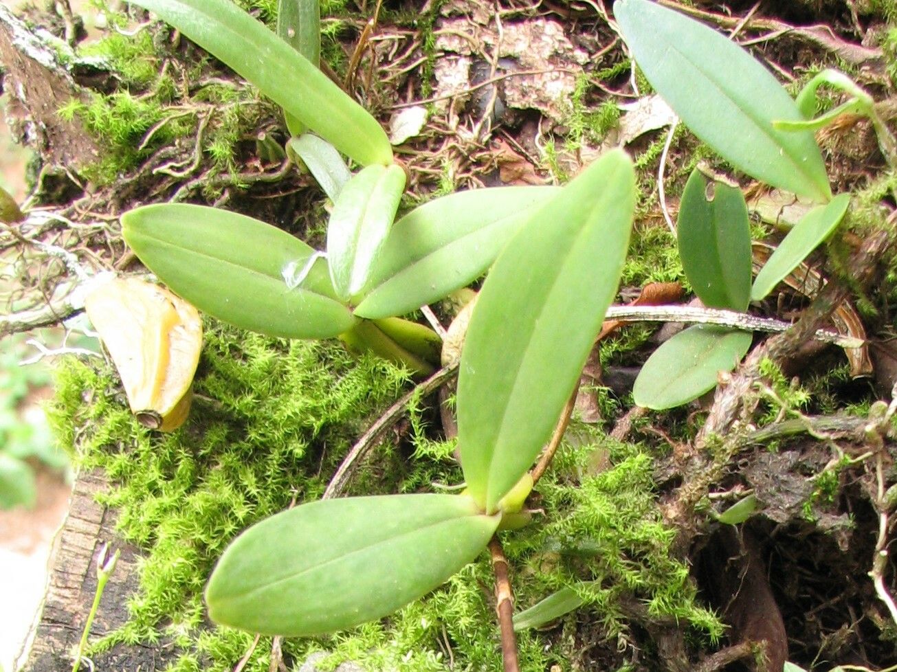 Bulbophyllum resupinatum — houseplant care guide