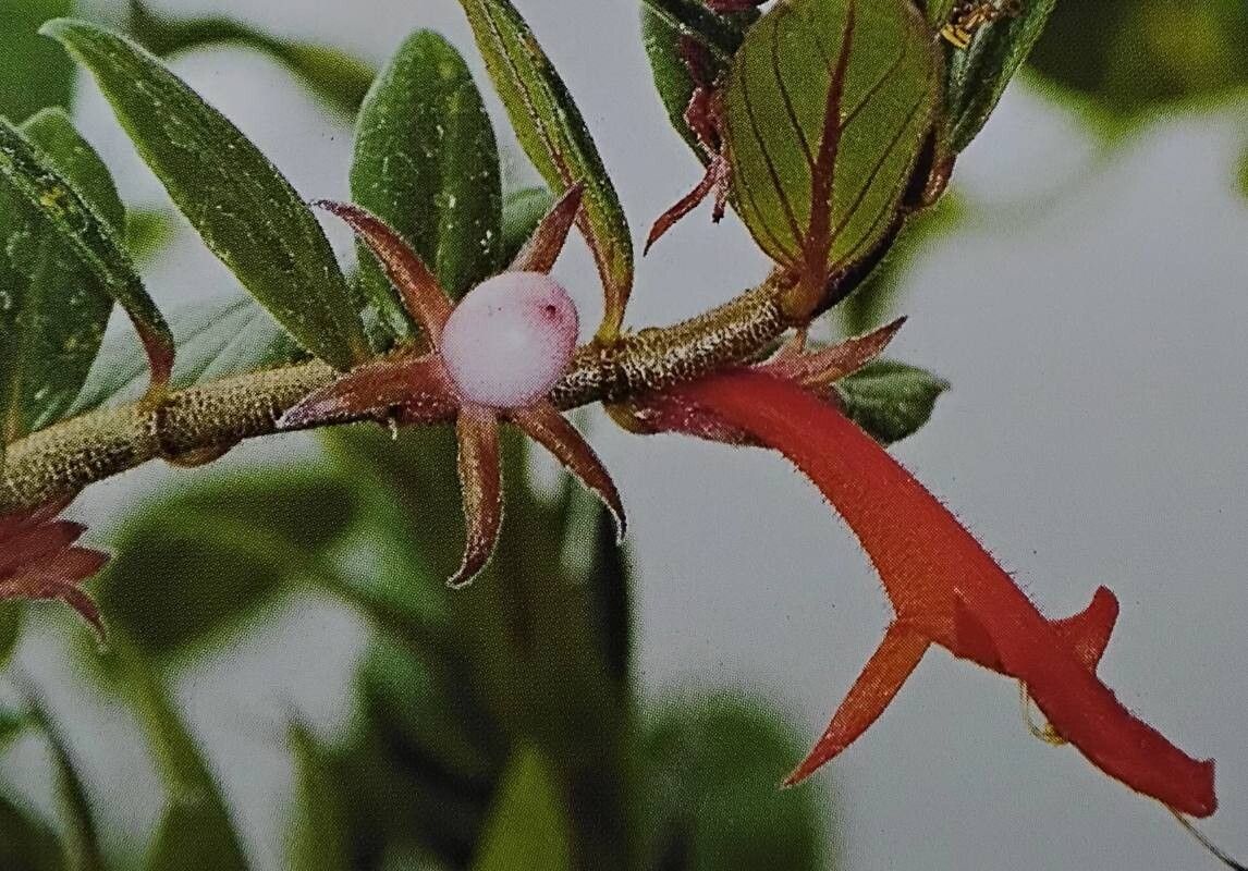 Columnea scandens — search result for 'Columnea'