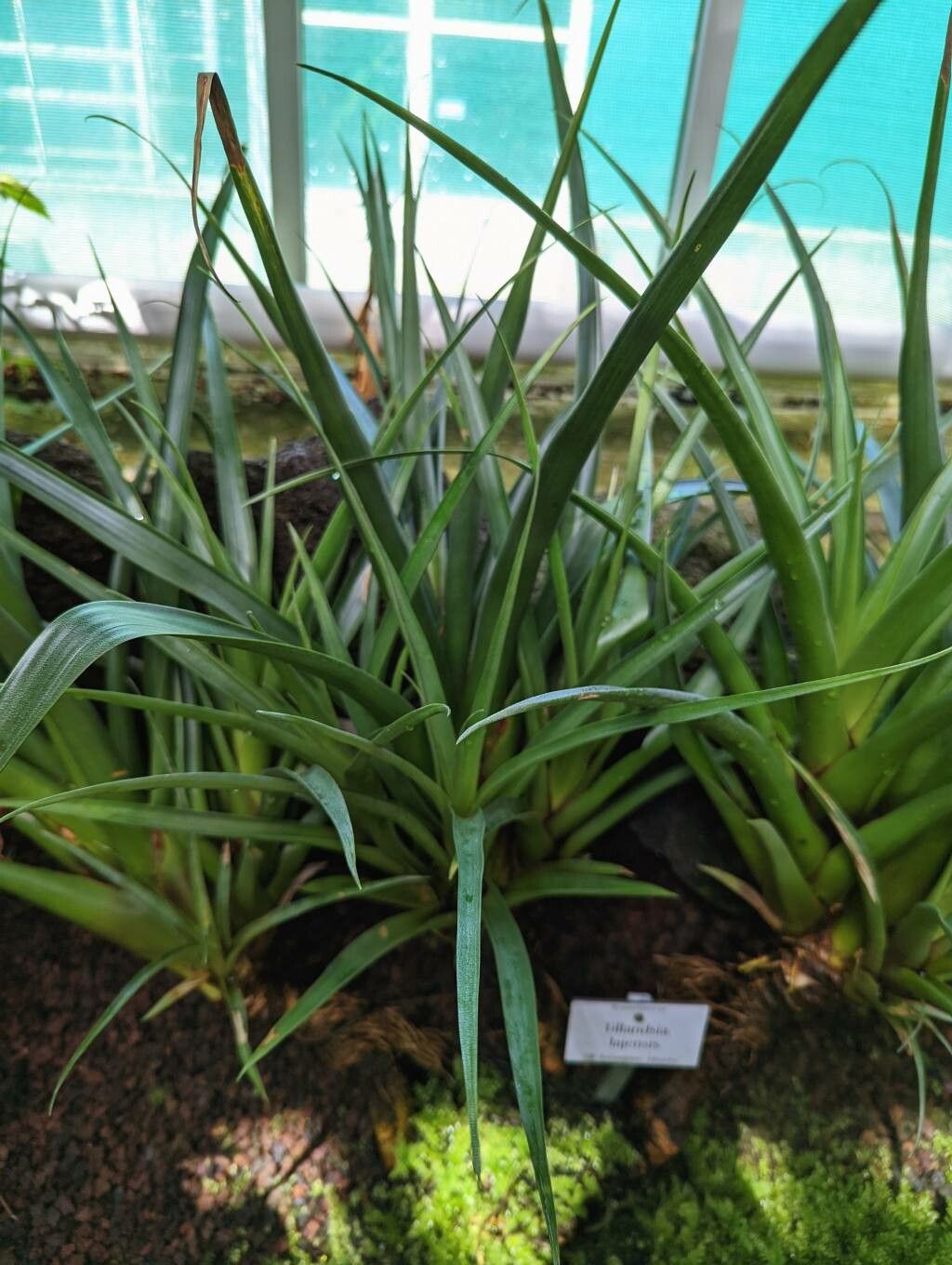 Tillandsia lajensis habit