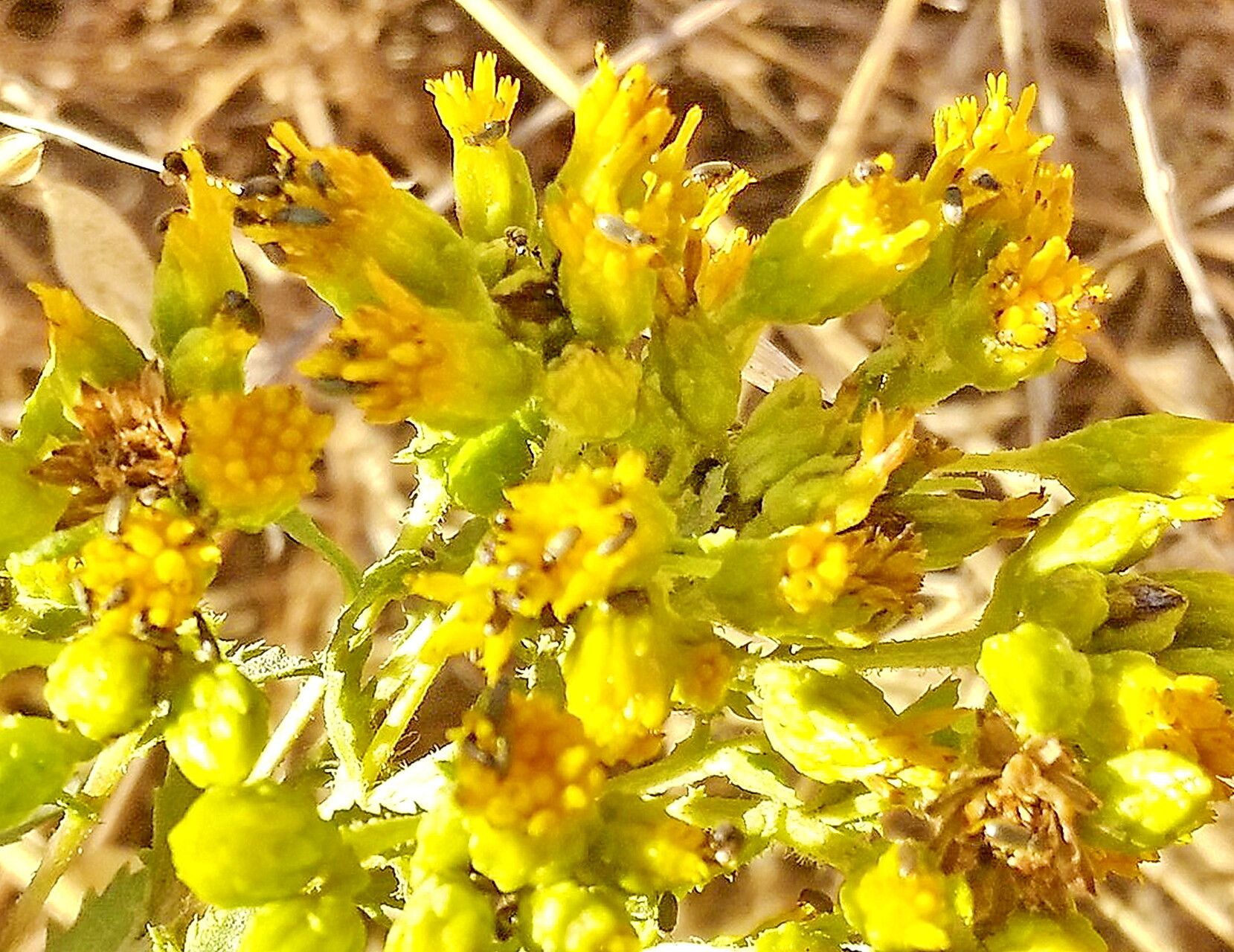 Isocoma menziesii flower
