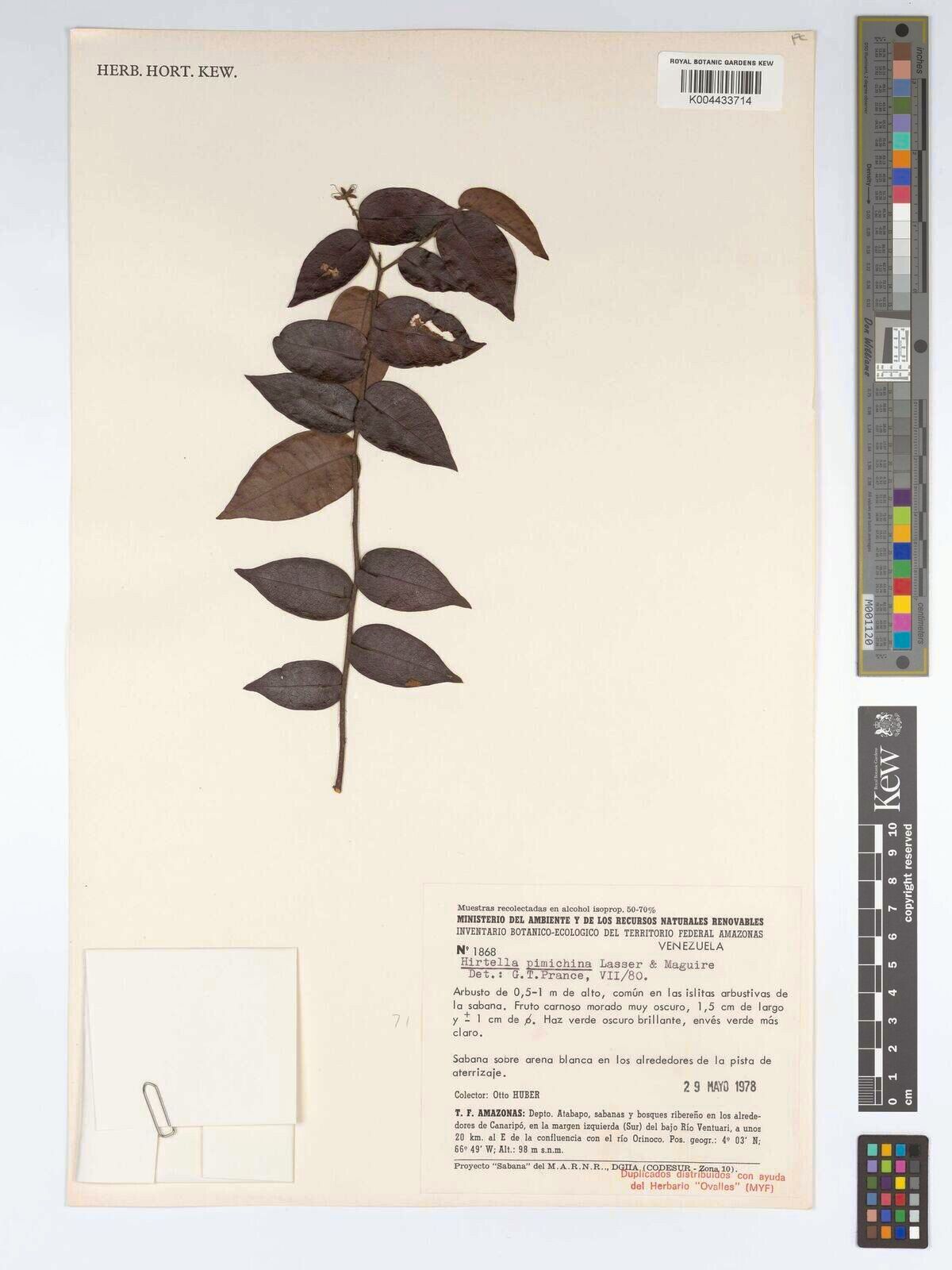 Hirtella pimichina — houseplant care guide