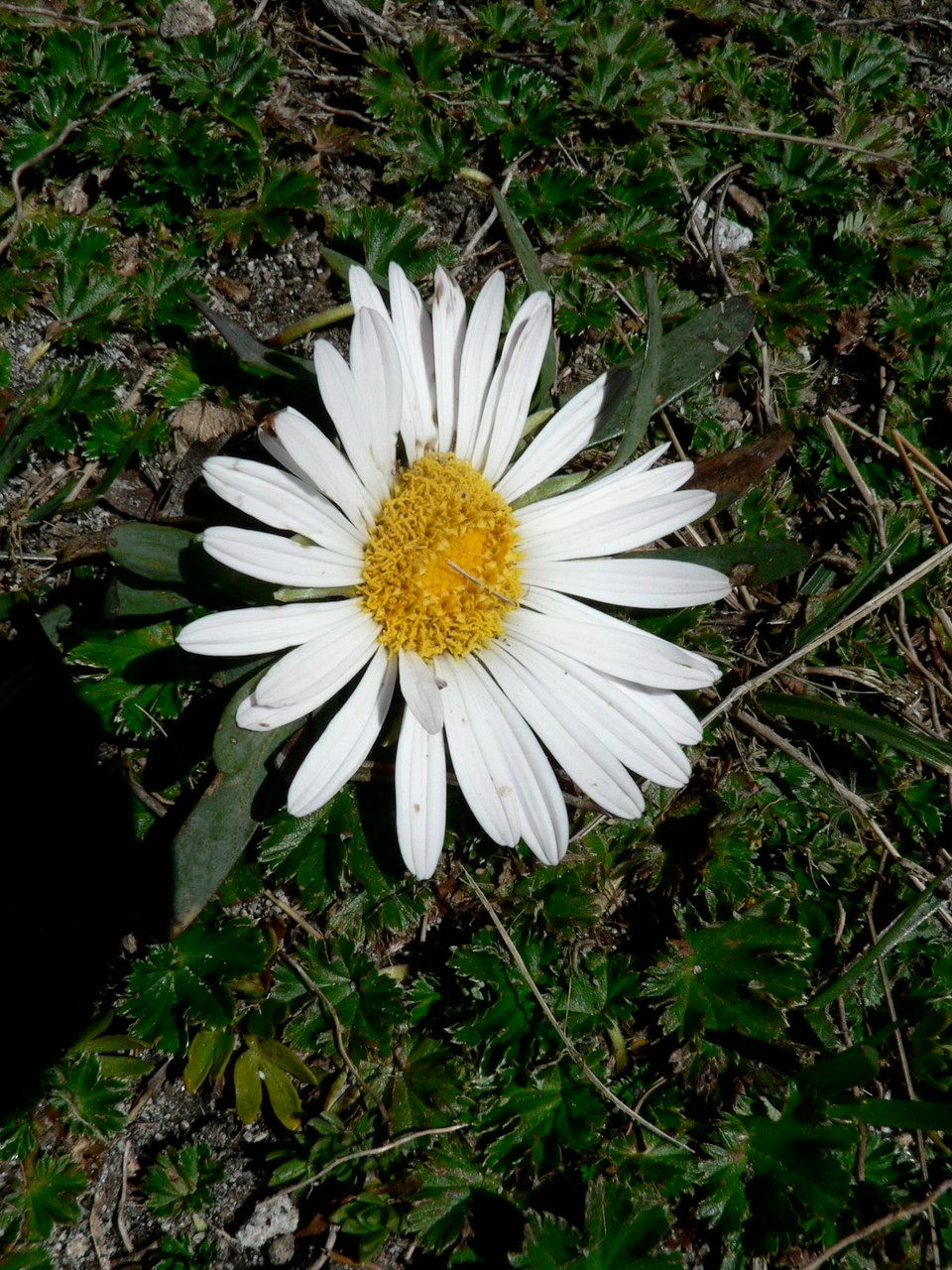Werneria nubigena flower