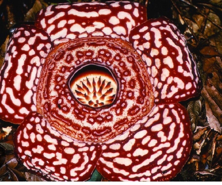 Rafflesia pricei — houseplant care guide