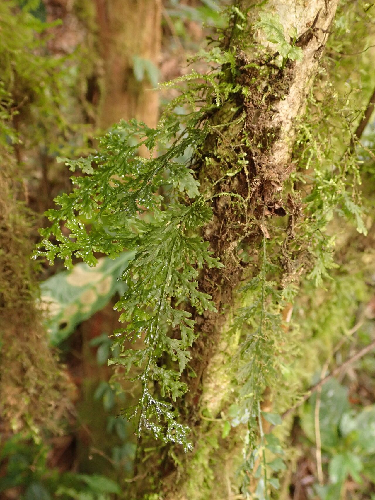 Trichomanes inopinatum — houseplant care guide