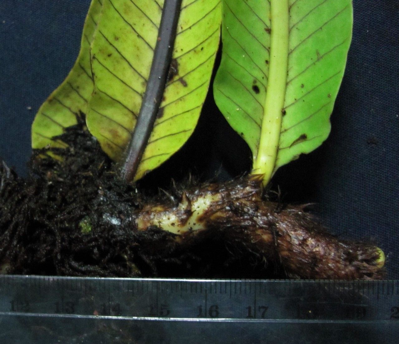 Niphidium nidulare other