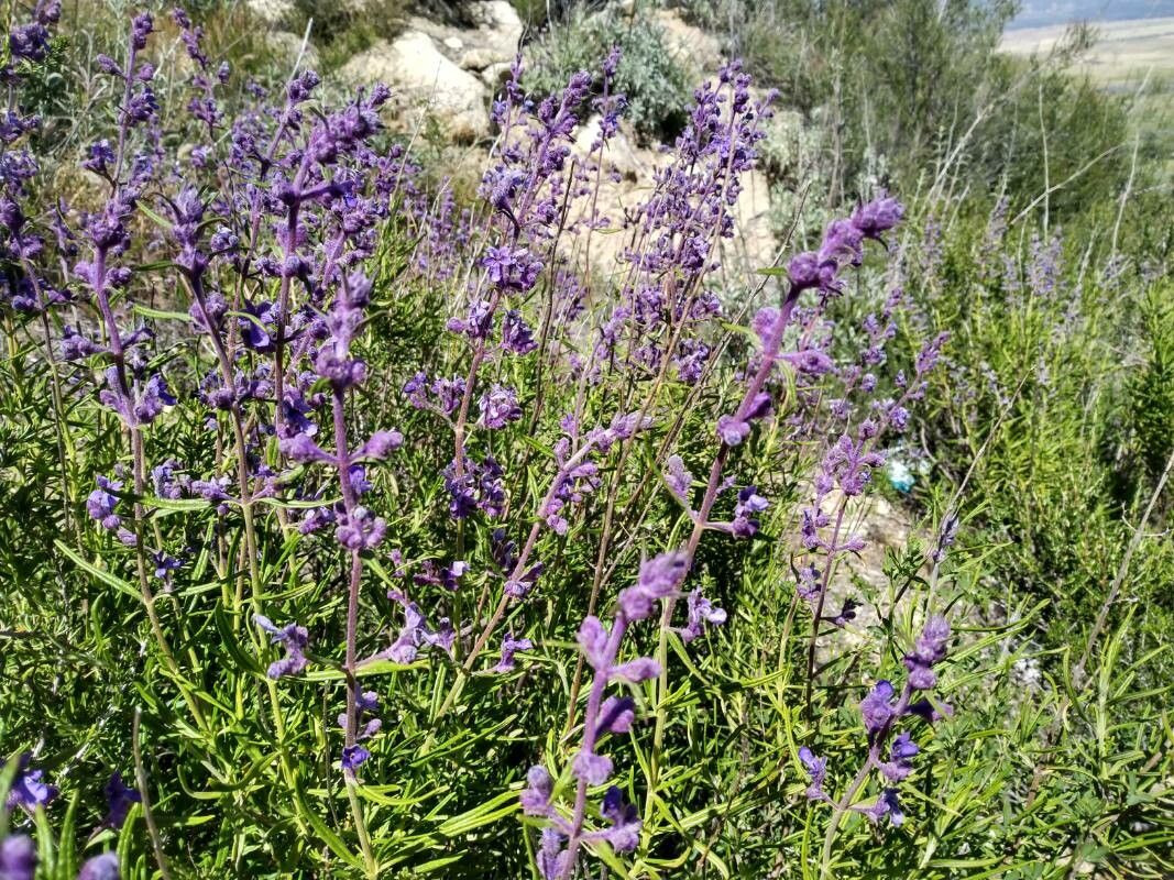 Trichostema lanatum flower