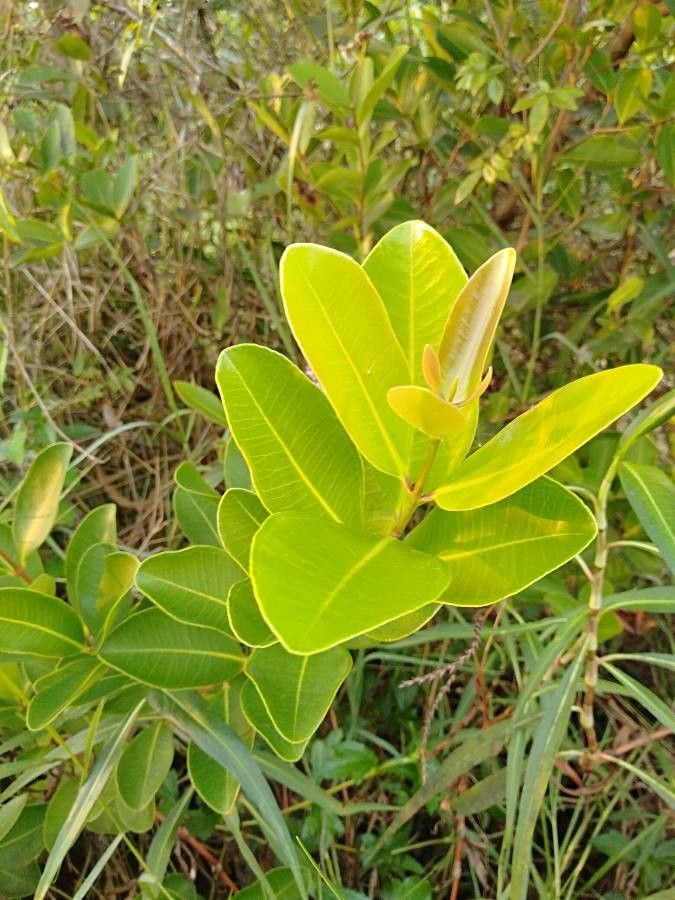 Syzygium caryophyllatum leaf