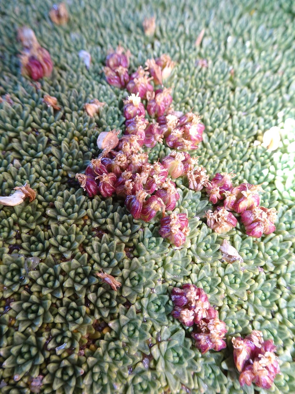 Azorella compacta fruit