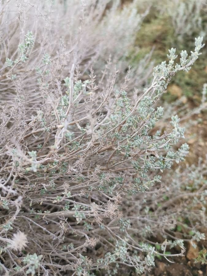 Artemisia arbuscula flower