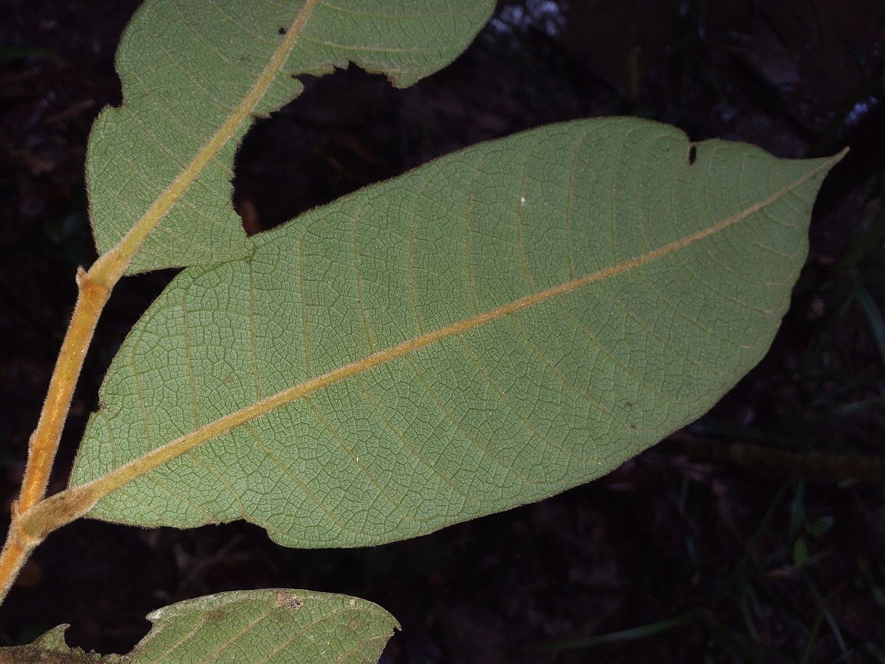 Hirtella glandulosa — houseplant care guide