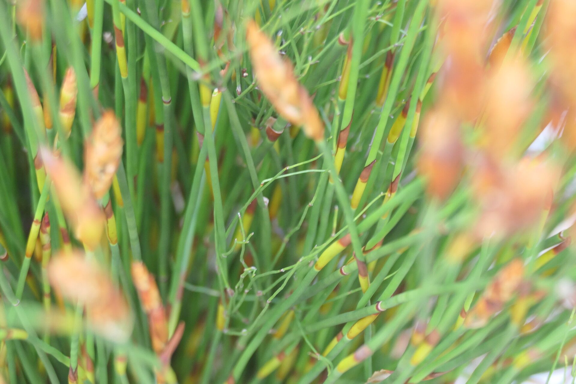 Elegia equisetacea bark