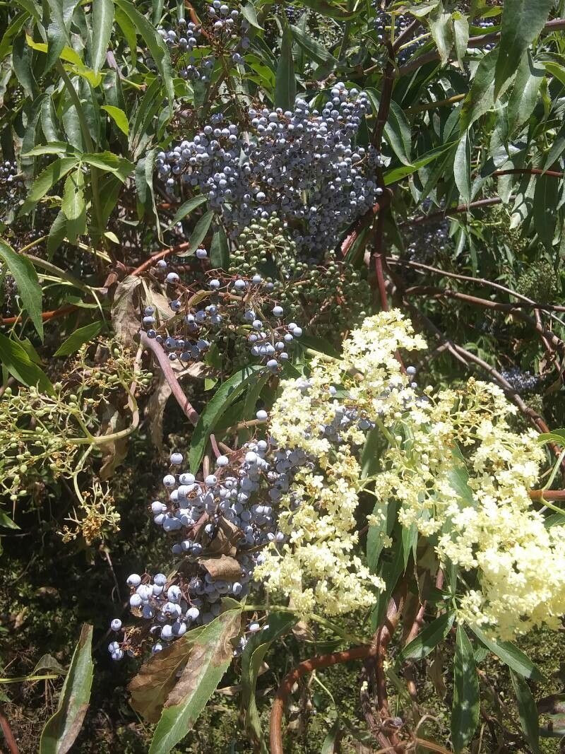 Sambucus mexicana fruit