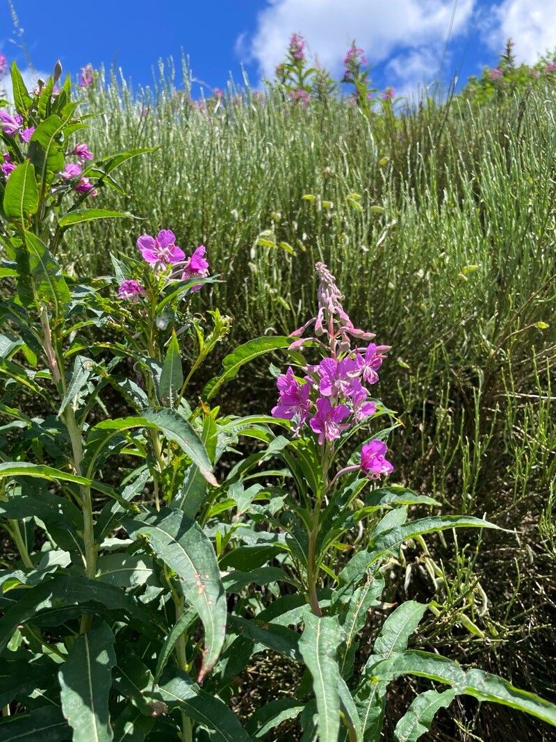 Epilobium × aggregatum — search result for 'Epilobium'