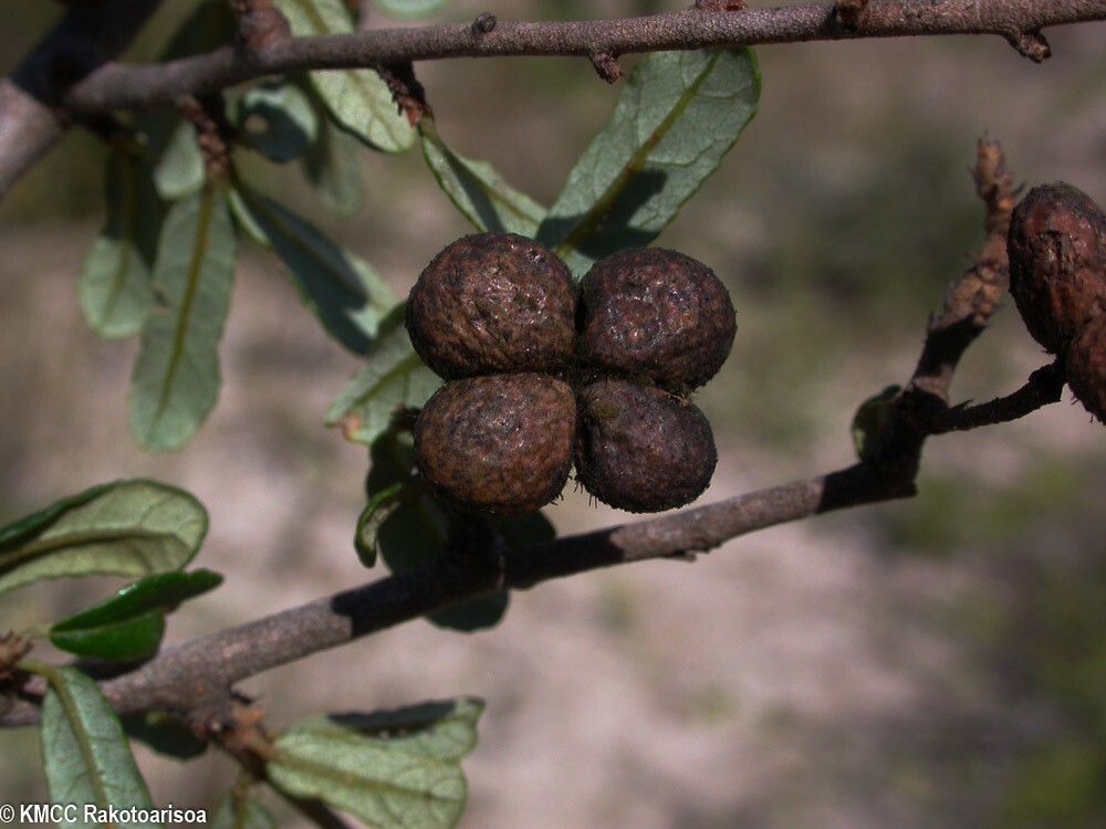 Grewia pulverulenta — houseplant care guide