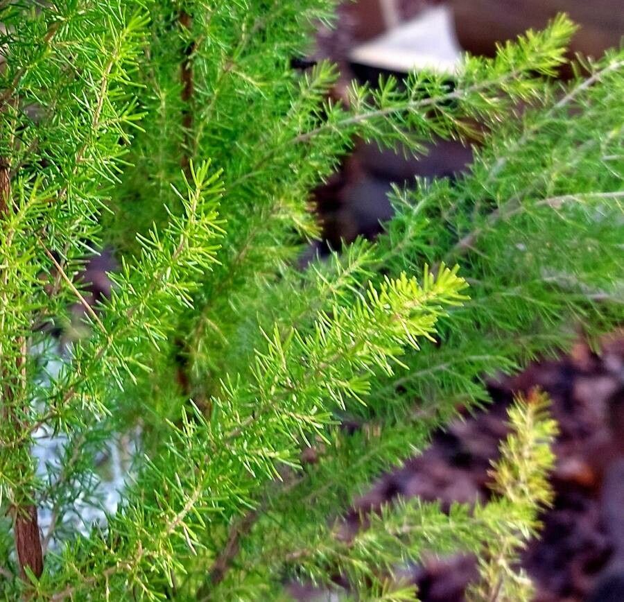 Erica arborea