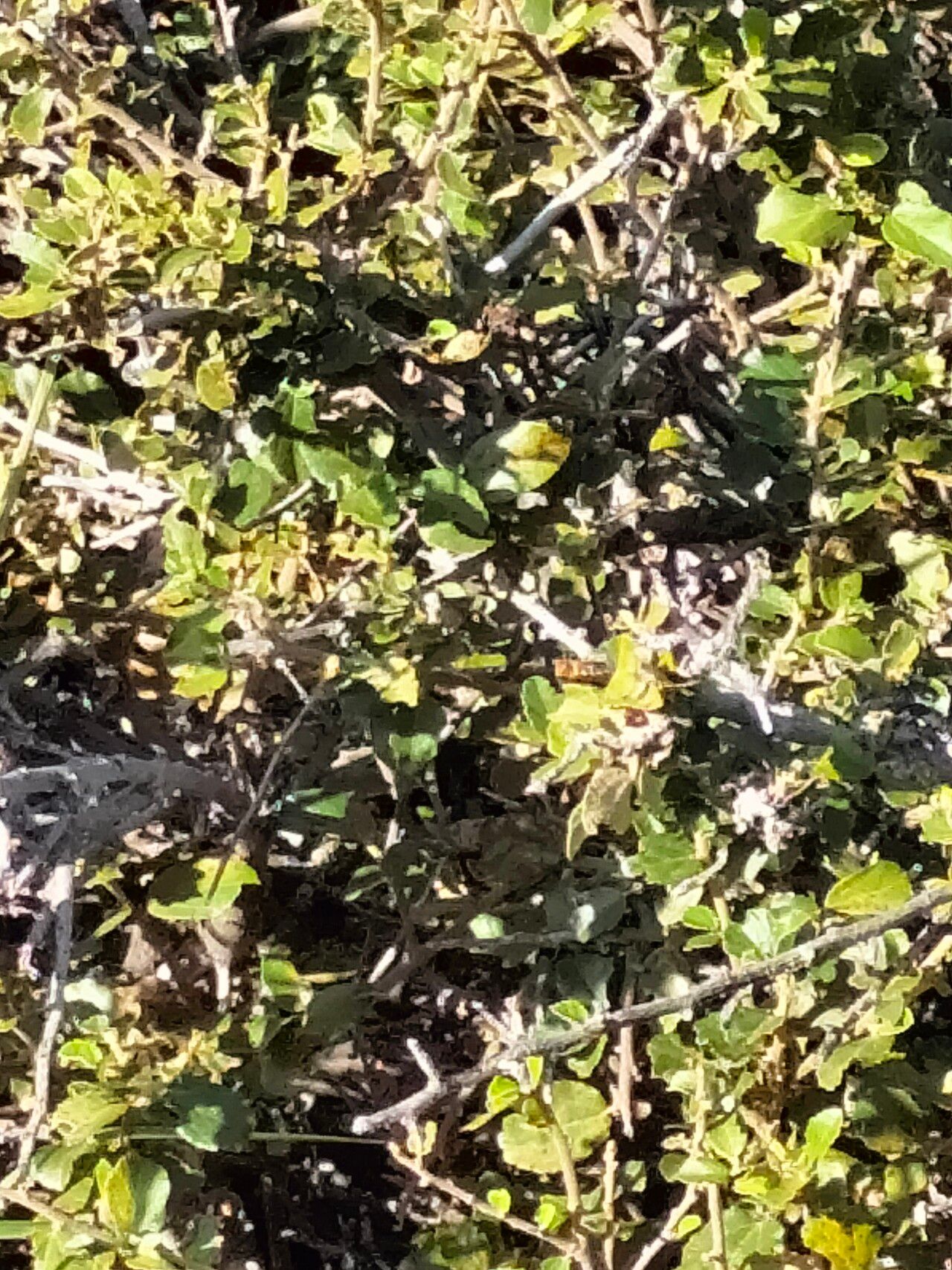 Grewia occidentalis bark