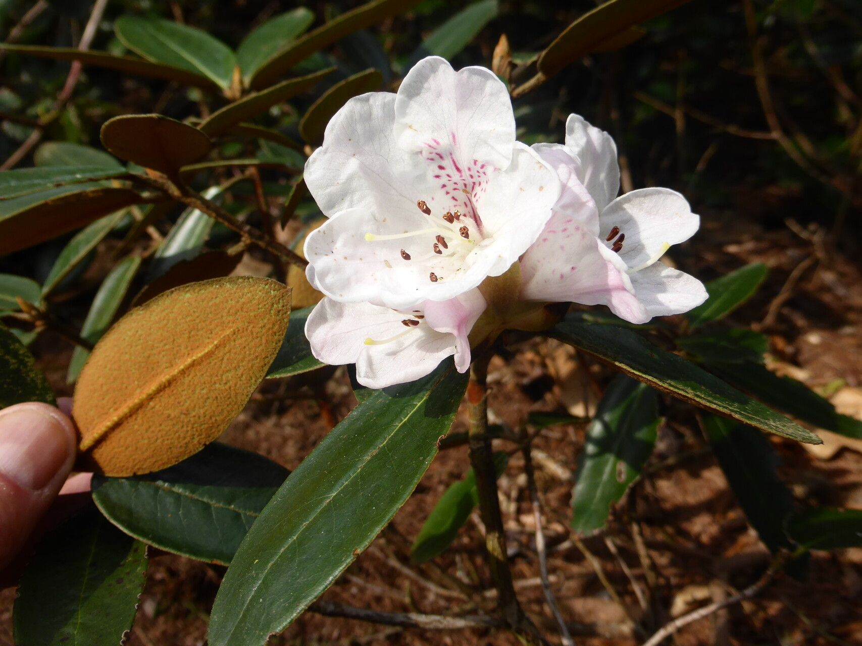 Rhododendron lanatum flower