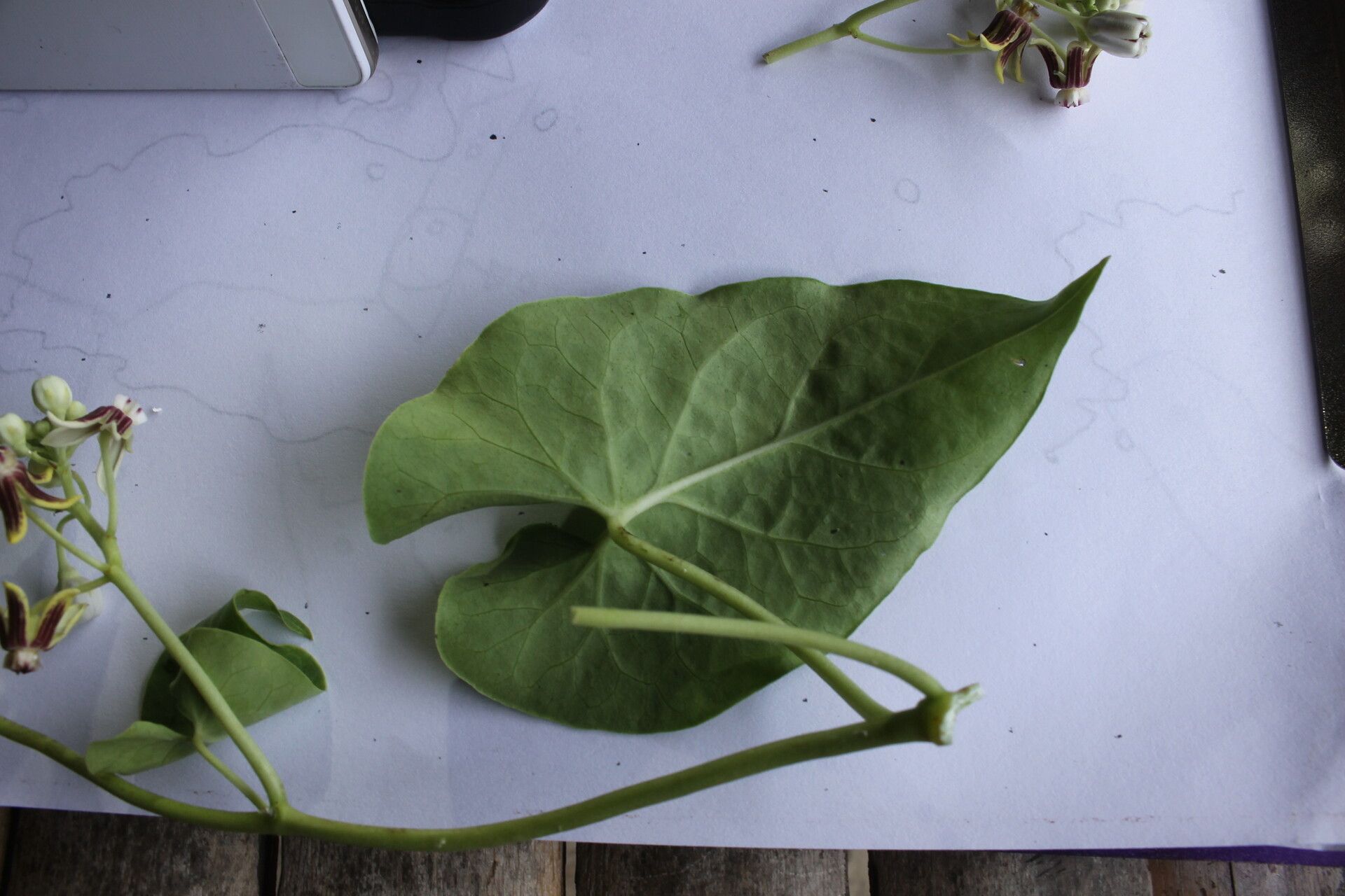 Cynanchum montevidense — search result for 'Cynanchum'