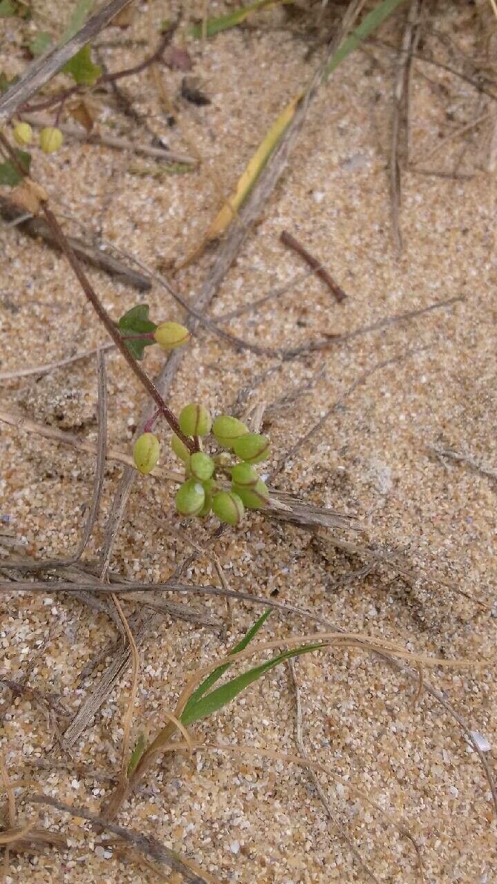 Cochlearia danica fruit