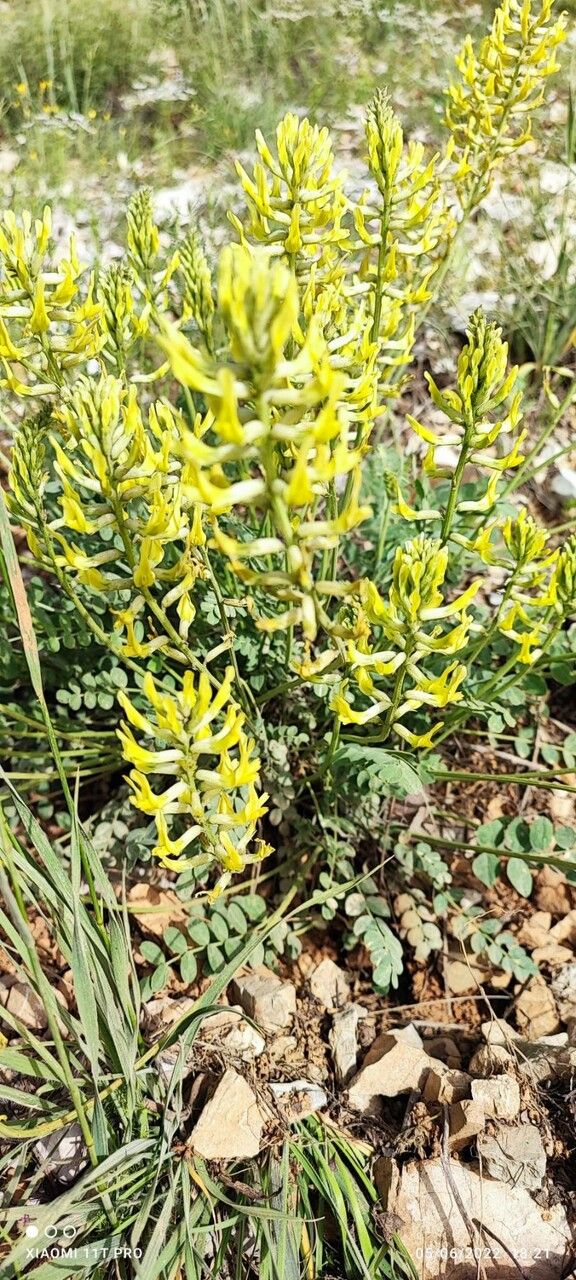 Astragalus caprinus flower