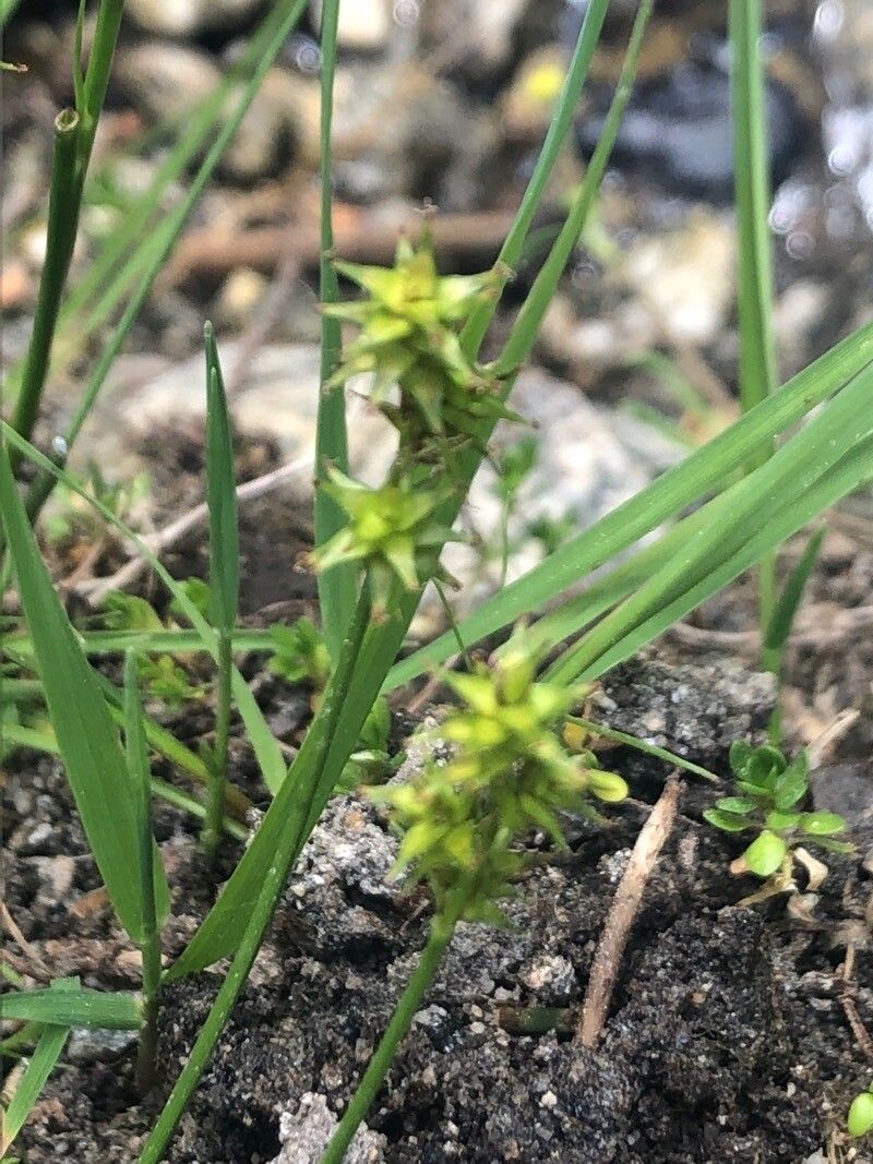 Carex echinata flower
