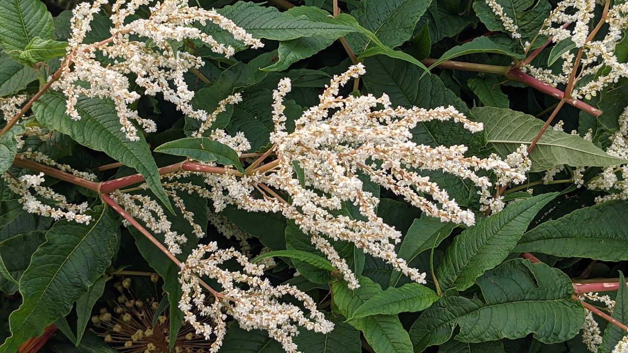 Rubrivena polystachya flower