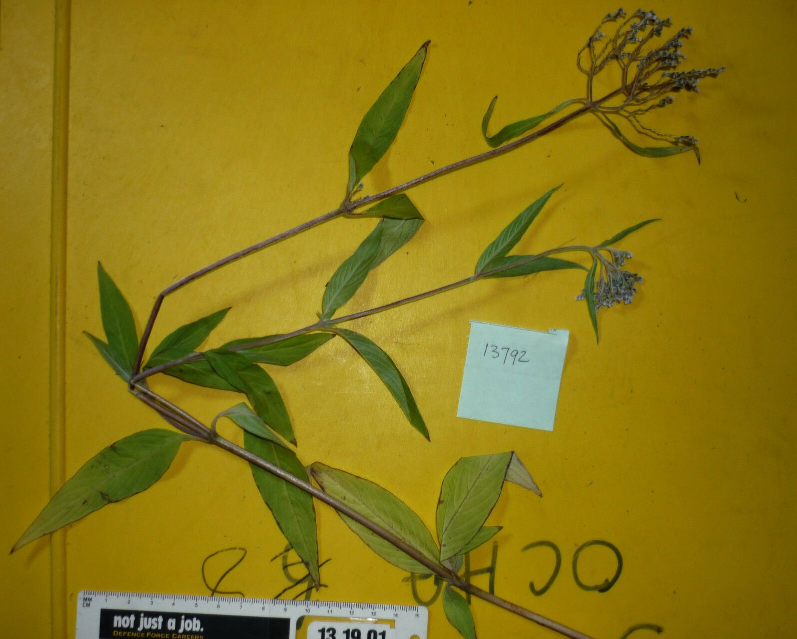 Knoxia sumatrensis — houseplant care guide